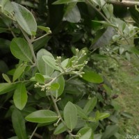 Tarlmounia elliptica (DC.) H.Rob., S.C.Keeley, Skvarla & R.Chan